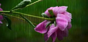 Жара, но местами дожди — погода в Украине на 19 июня