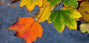 Дожди и до +22°: где в Украине можно будет обойтись без зонта