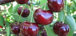 Вишня - чем может быть полезна, а чем опасна
