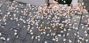Знищили 2 тис. гектарів лісів та вриваються до помешкань: Росію атакують шовокопряди