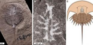 В древней окаменелости разглядели мозг животного 