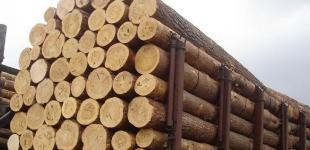 ГПУ «накрыла» крупную партию контрабандной ценной древесины