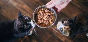 Вологий корм для котів та кошенят: що вибрати в Україні зараз