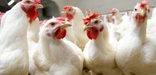 Украина попала в ТОП-3 экспортеров курятины в ЕС 