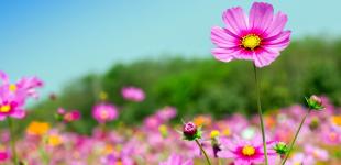 Жара до +35 в Киеве и сильные ливни на западе: какой будет погода в Украине до конца июля