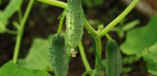 Коли садити огірки, щоб гарантовано отримати щедрий урожай