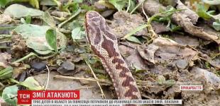 На Прикарпатье участились случаи нападения змей 