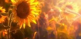 Когда в Украину вернется жара - прогноз синоптика