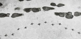 Похолодання, дощ та навіть сніг: прогноз погоди в Україні на середу, 16 листопада