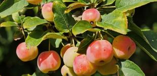 Синоптик спрогнозировала жару перед резким похолоданием