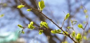 Зима скасовується? Синоптик прогнозує ще тиждень теплої погоди в Україні із температурою до +14