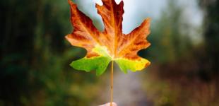 Синоптик предупредила о последних теплых днях в Украине