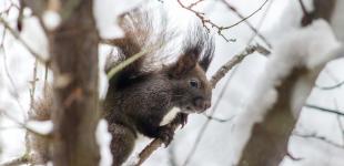 В Украину нагрянет снежная погода