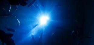 На дне океана нашли вырабатывающих кислород микробов