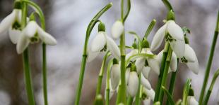 Стало известно, какая погода будет в Украине до конца зимы - прогноз