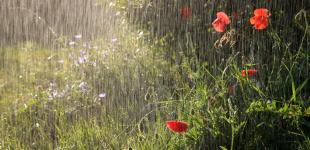 На українців чекають сонячні дні, але не всіх: якою буде погода на новому тижні