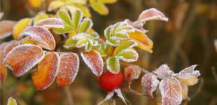 В Украине пройдут дожди, в Карпатах - заморозки и мокрый снег