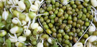 Огород на подоконнике: как правильно прорастить зерна для еды