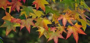 Украине прогнозируют дожди, мокрый снег и до 18° тепла в пятницу