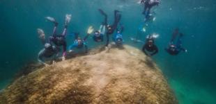 Найден один из крупнейших и старейших кораллов Большого Барьерного рифа 