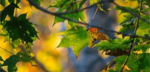 В Украину пришло похолодание – синоптик уточнила прогноз погоды