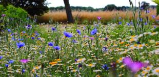 Синоптики дали прогноз на серпень в Україні і розповіли, коли спека піде на спад