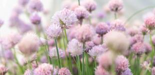 В Україну повертається спека, але з дощами та грозами: синоптик розповіла про погоду на початку тижня