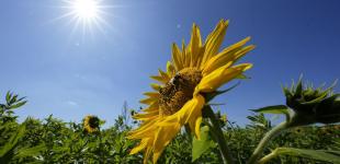 Понеділок буде спекотним, але не всюди: детальний прогноз погоди в областях України на 28 серпня