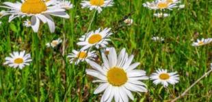 Без опадів та +28°С: прогноз погоди по Київщині на 16 червня