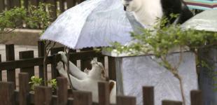 До України йдуть дощі та грози: синоптикиня розповіла про погоду найближчим часом