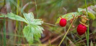 Гороскоп на 11 липня для всіх знаків зодіаку: день, коли не можна втручатися у чужі конфлікти