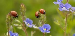 У неділю, 18 червня, у деяких областях далі дощитиме