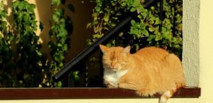 В Україні 18 липня буде спека до +34° та грози: прогноз погоди