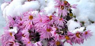 Чи потрібно хризантеми викопувати на зиму: відповідь фахівців