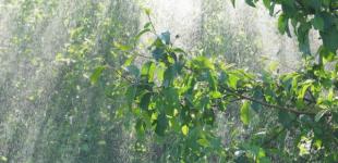 Сонце на Заході й дощі на Сході: прогноз погоди в Україні на 23 травня