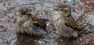 На Київ насувається дощовий циклон: яка буде погода цього тижня