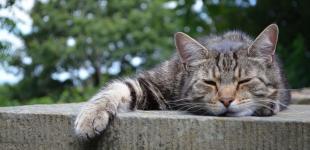 В Україну повертається сильна спека: температура підскочить до +35° 