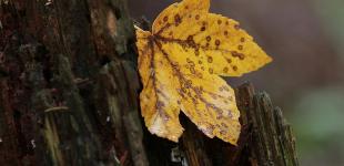 Укргідрометцентр розказав, яка погода буде у вересні