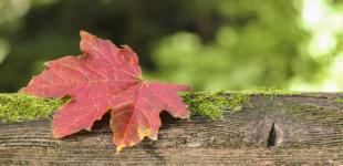 Скоро в Україні похолодає, але не скрізь: синоптик дала прогноз на найближчі дні