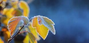 Перші заморозки прийдуть до України вже цими вихідними