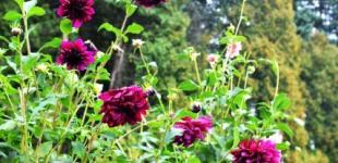 В Україні триматиметься літня спека, але є нюанс: синоптики дали прогноз на початок тижня