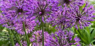 Дощі та спека до +30: якою буде погода в Україні 3 липня