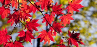 Бабине літо ще тримається, але є одне 