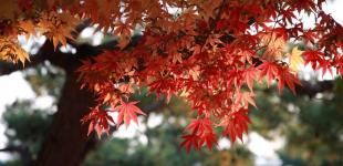 Коли в Україні зміниться погода: відповідь синоптикині