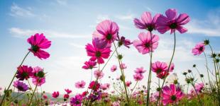 Гороскоп на 1 вересня для всіх знаків зодіаку: день, коли не можна сумувати