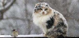 В Україні наступного тижня - значне похолодання, вночі до -14°