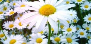 Гарна погода: синоптикиня дала прогноз на вихідні