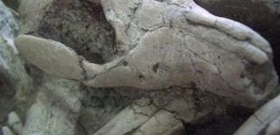 Знайдено скам'янілість динозавра та ссавця, які зійшлися у смертельній сутичці 125 млн років тому