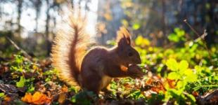 В Україну прийшло бабине літо. Синоптики дали прогноз на 6 вересня