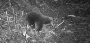 В Індонезії зафіксували унікальну тварину, яку вважали вимерлою: що про неї відомо